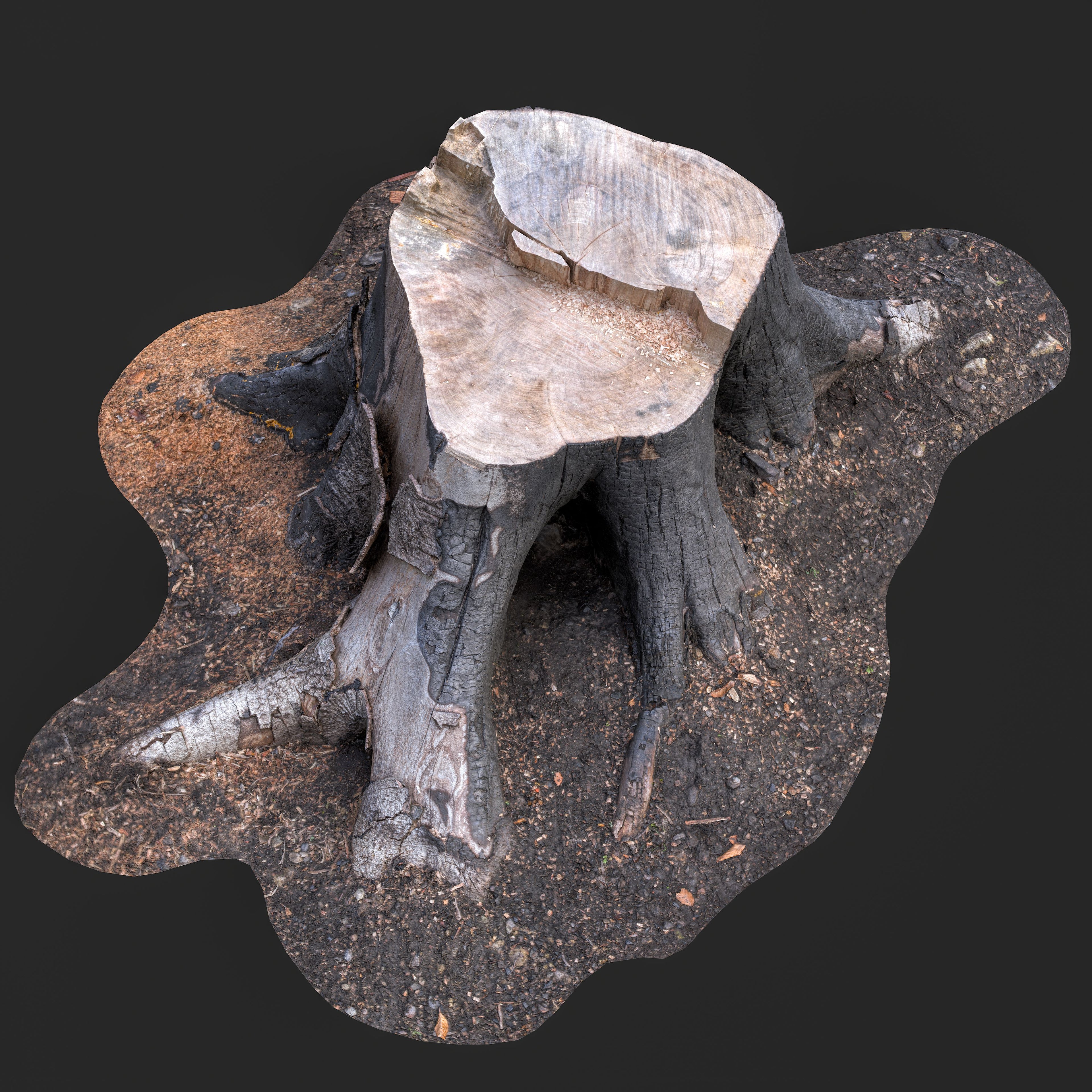 3D Cut Tree Stump with Exposed Roots
