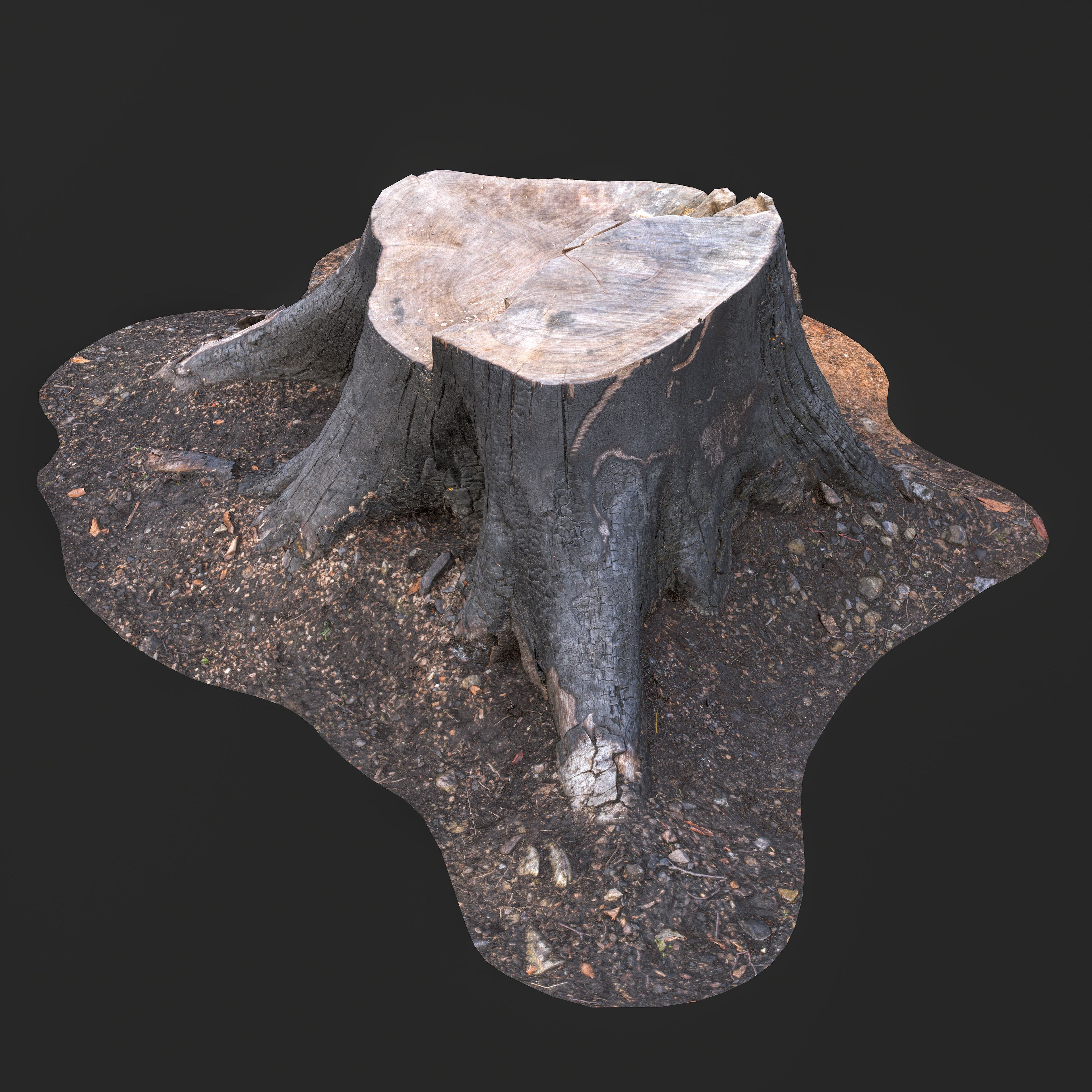 3D Cut Tree Stump with Exposed Roots
