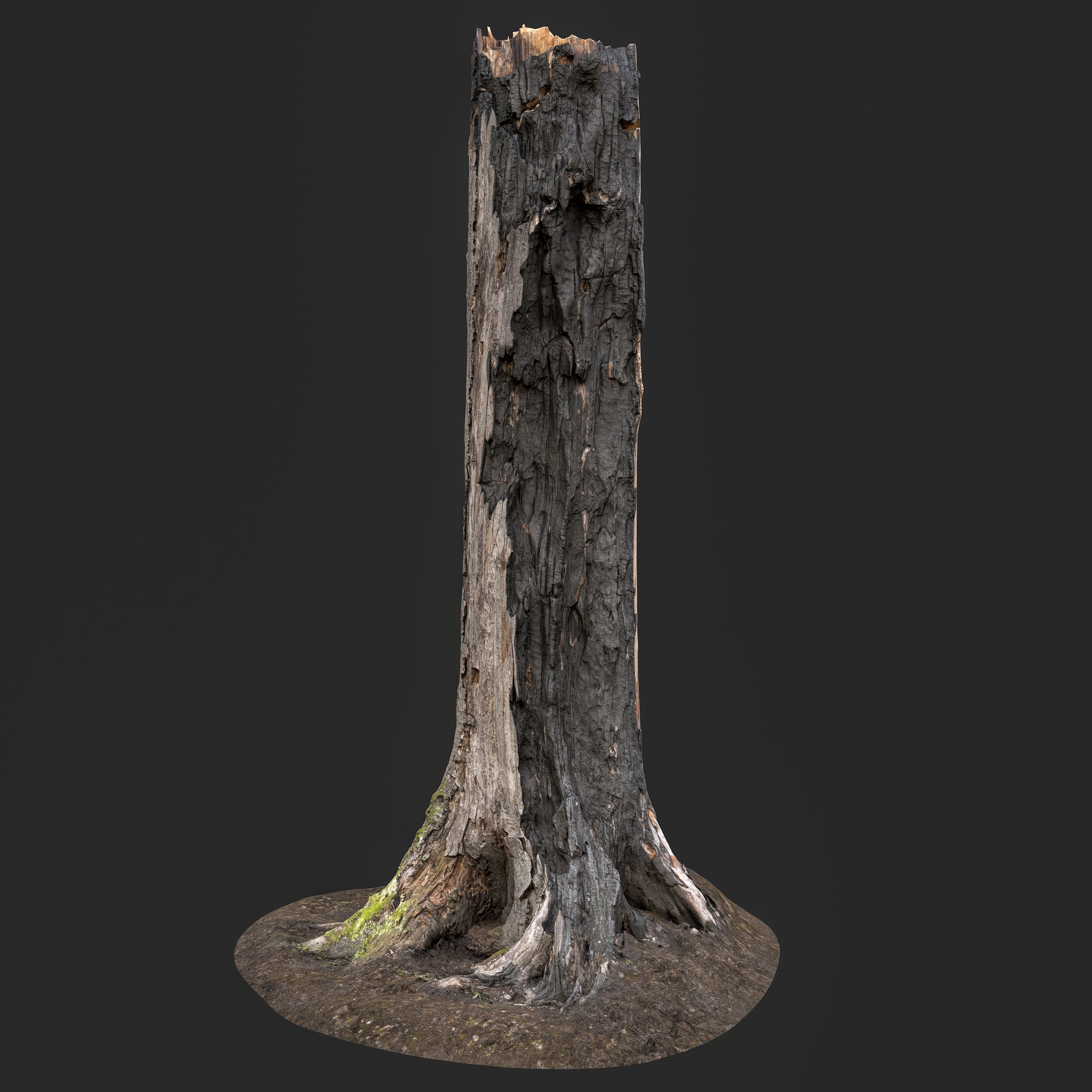 3D Burned Tree Trunk