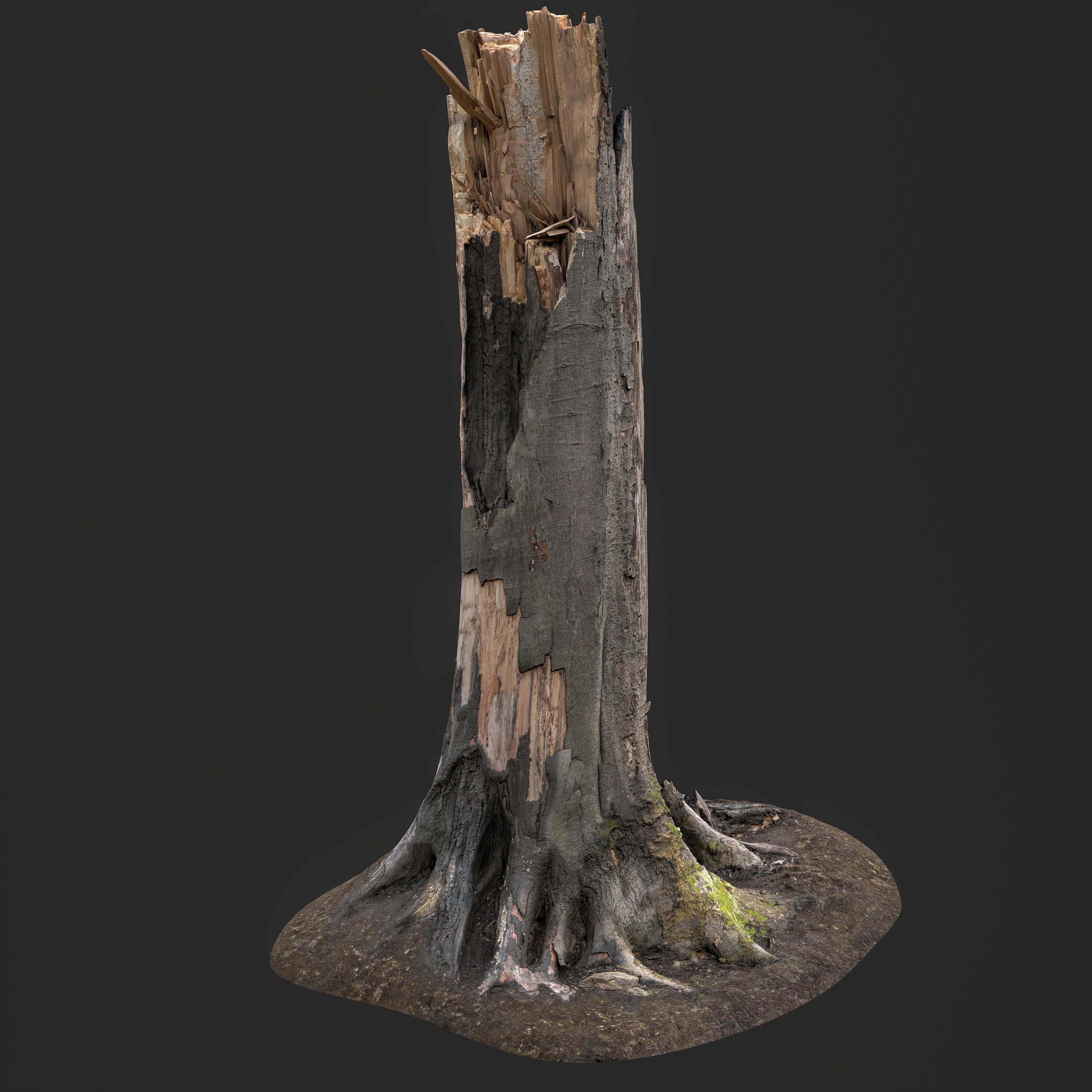Realistic 3D trees and tree stumps, photogrammetry-scanned nature assets optimized for game development and VFX