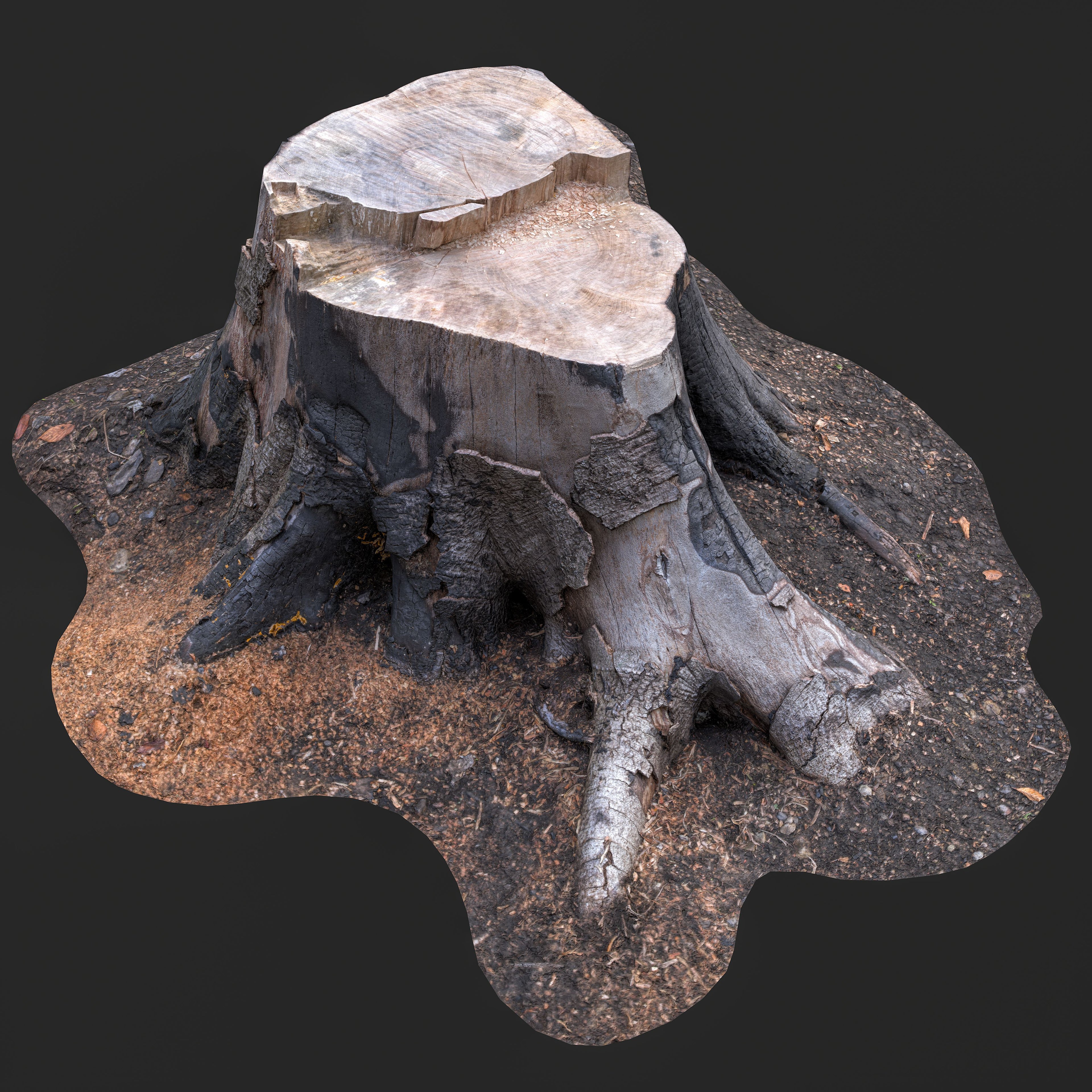 3D Cut Tree Stump with Exposed Roots