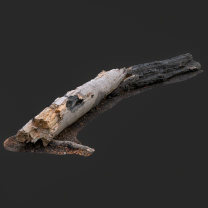 Photogrammetry-based 3D model of a Burned Fallen Tree Trunk with charred bark, exposed inner wood, and realistic fire damage textures.