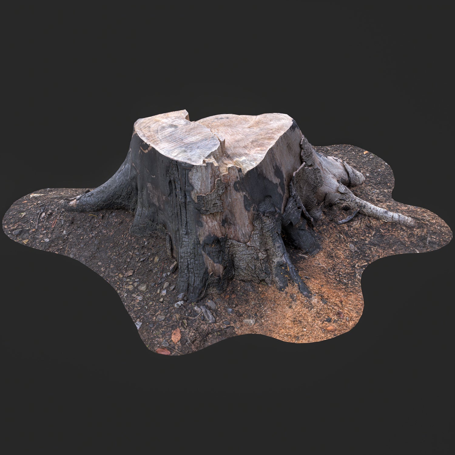3D Cut Tree Stump with Exposed Roots