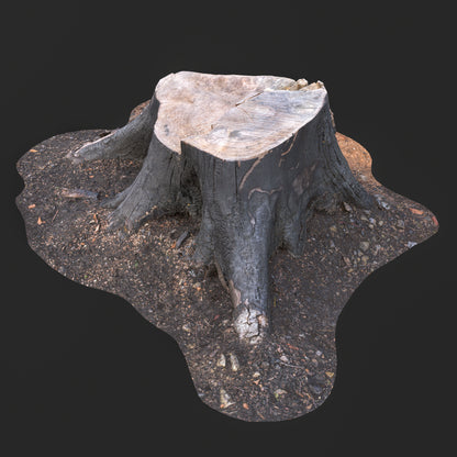 3D Cut Tree Stump with Exposed Roots