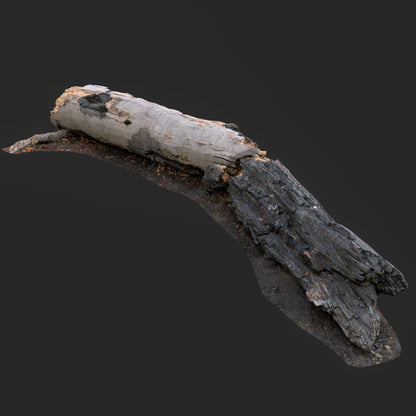 3D Burned Fallen Tree Trunk
