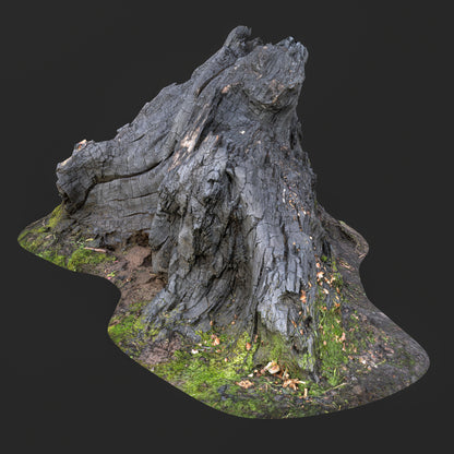 3D Burned Tree Roots