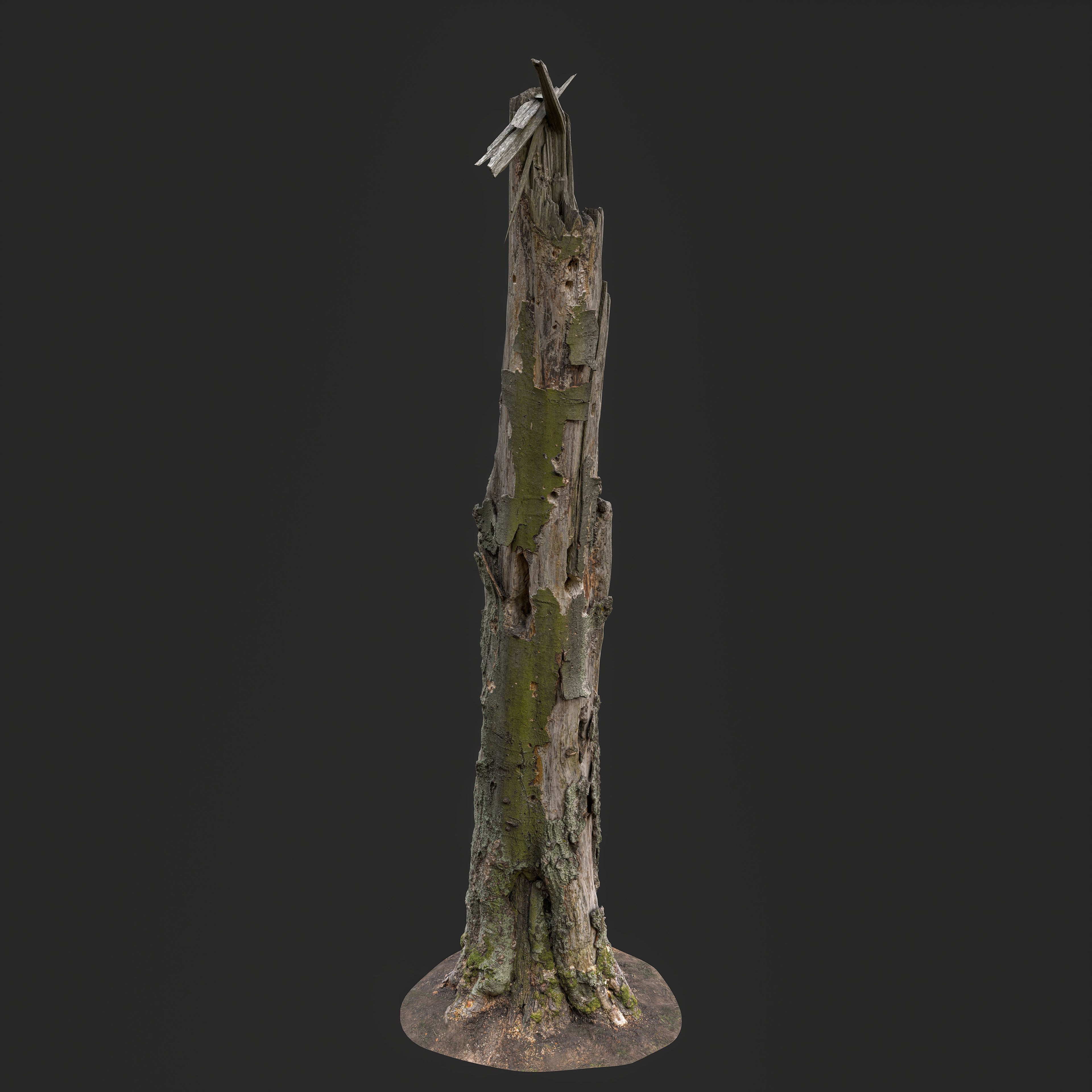 3D model of a tall weathered dead tree trunk with cracked bark and aged wood texture on forest ground, optimized for games and cinematic environments